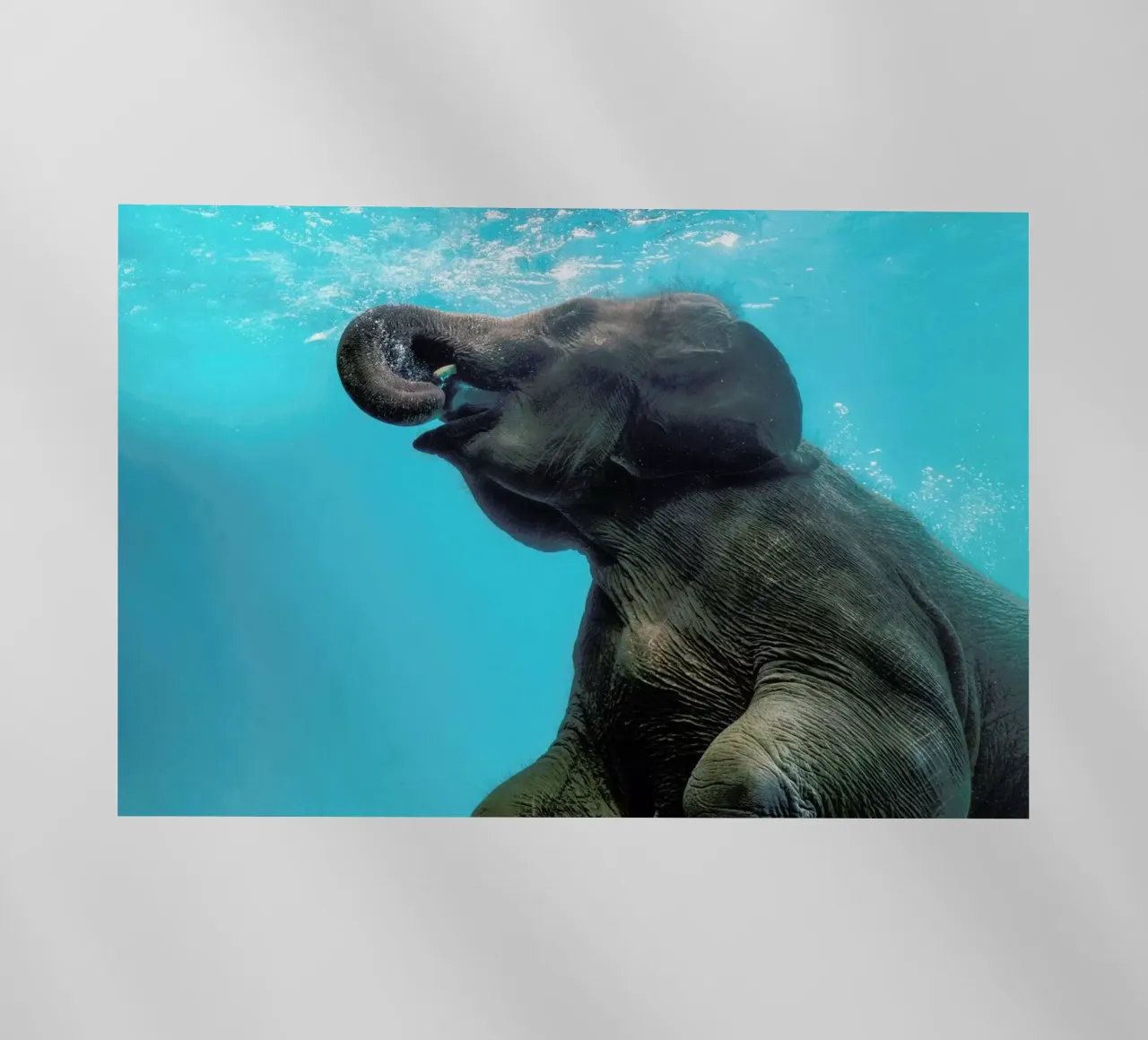 Swimming Elephant pellicola backlit da EyeEm Mobile GmbH