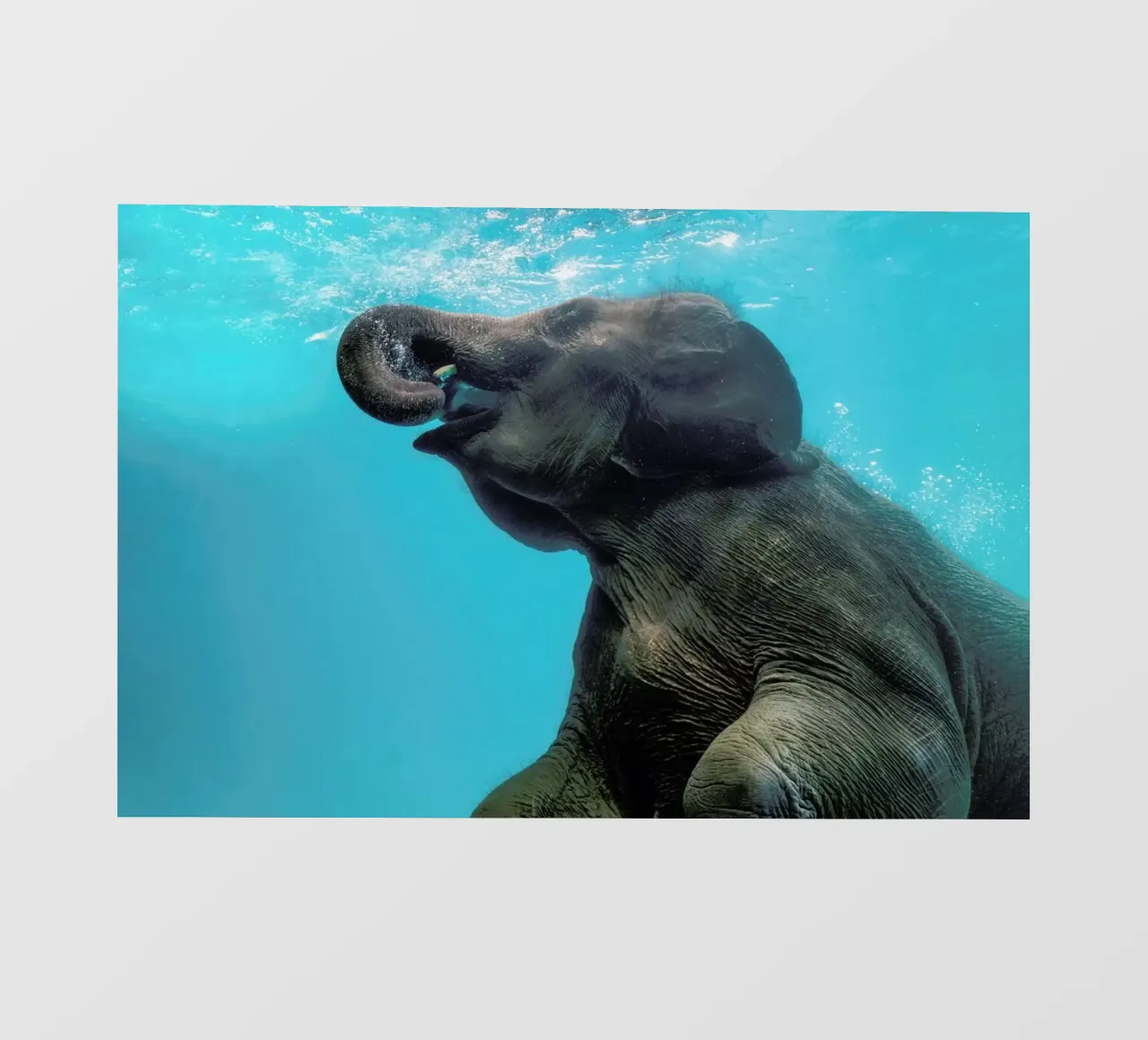 Swimming Elephant pellicola backlit da EyeEm Mobile GmbH