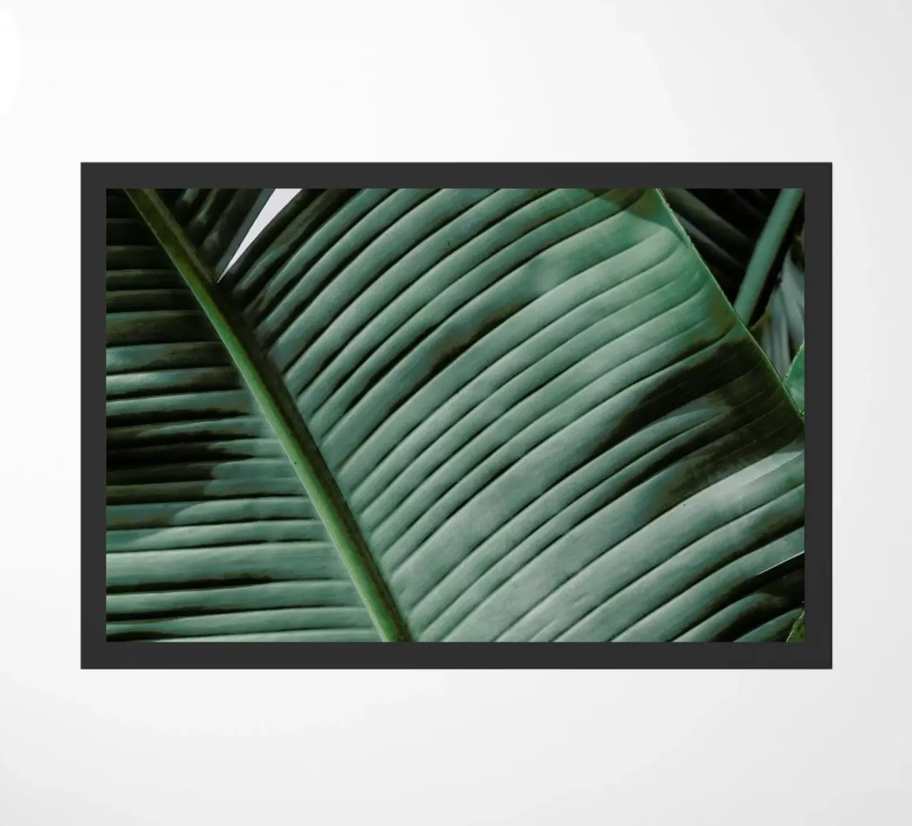 Natal zerbino da Shot By Clint