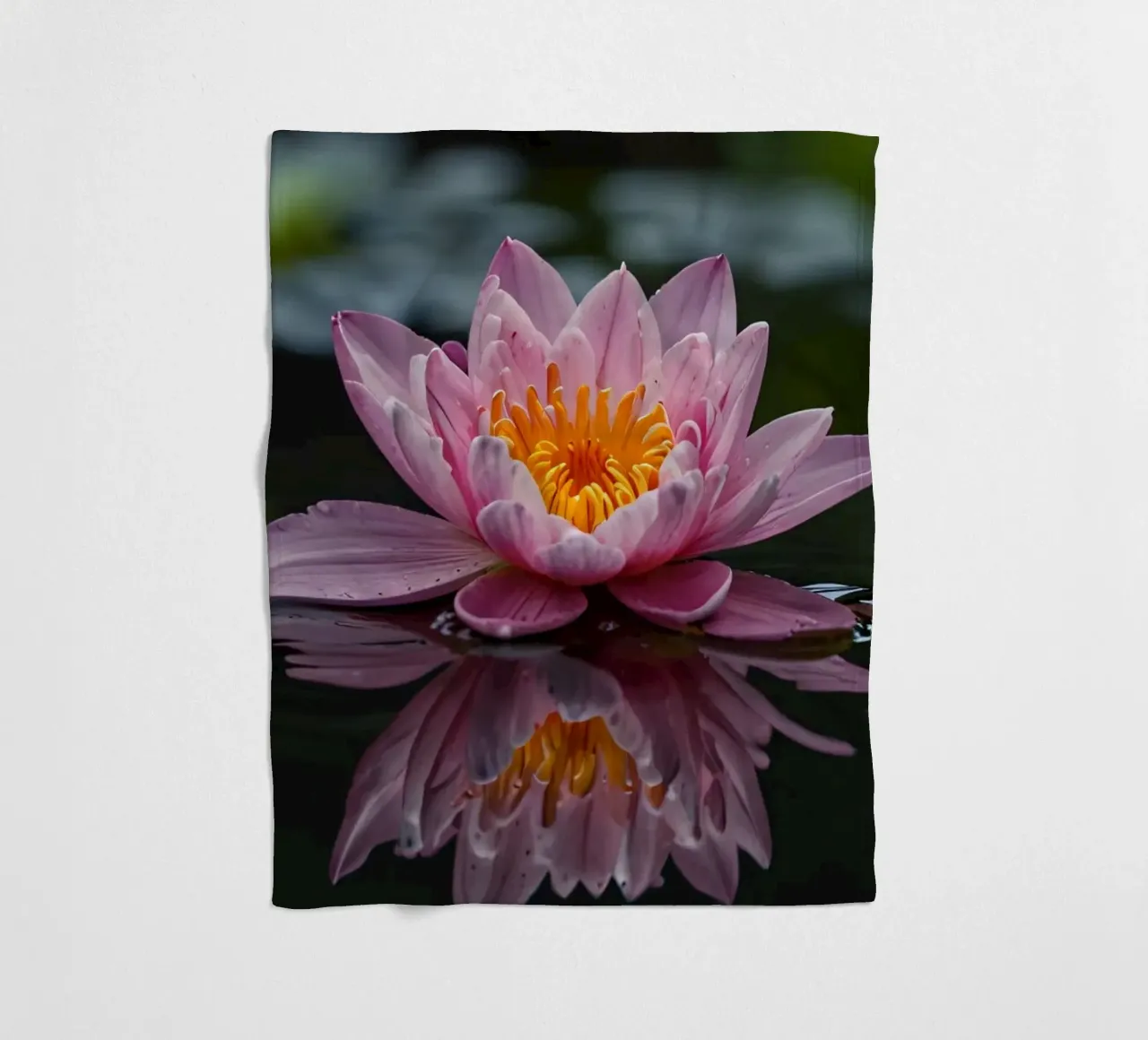 Una colorata ninfea rosa fiorisce con grazia coperta in pile da DesignDoodle
