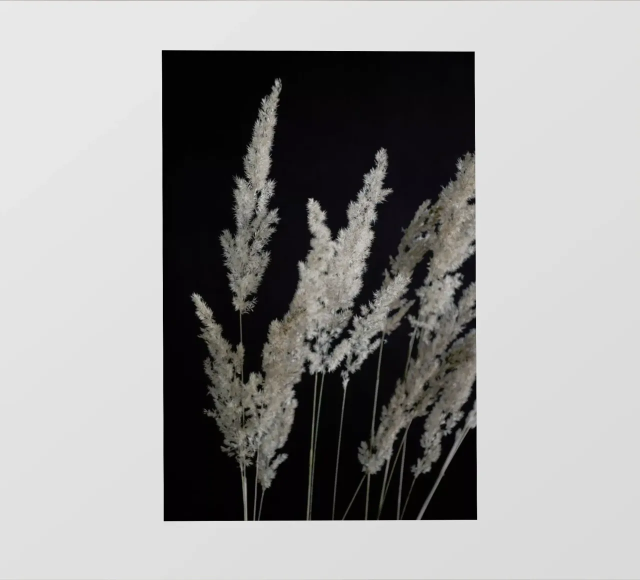 Perfect Pampas In The Dark pellicola backlit da Studio Nahili