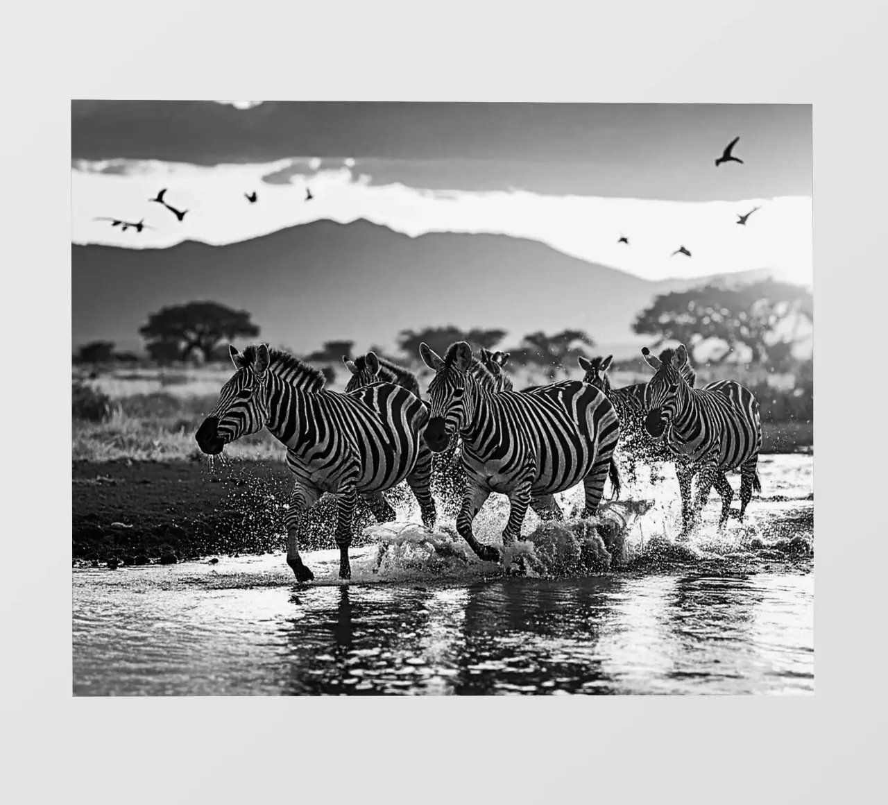 Troupeau de zèbres. Noir et blanc pellicola backlit da Thierry vobmann photography