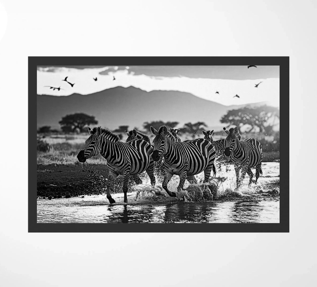 Troupeau de zèbres. Noir et blanc zerbino da Thierry vobmann photography