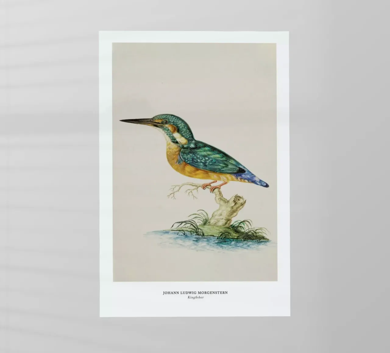 Johann Ludwig Morgenstern - Kingfisher pellicola backlit da ARTOTHEK