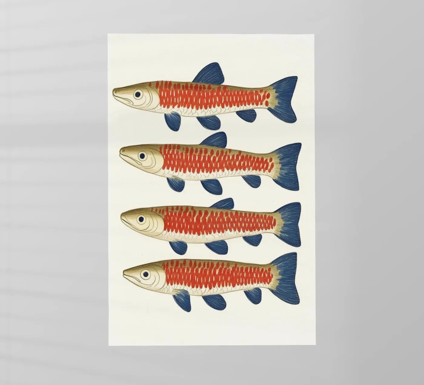 Quattro pesci pellicola backlit da Curious Canvas