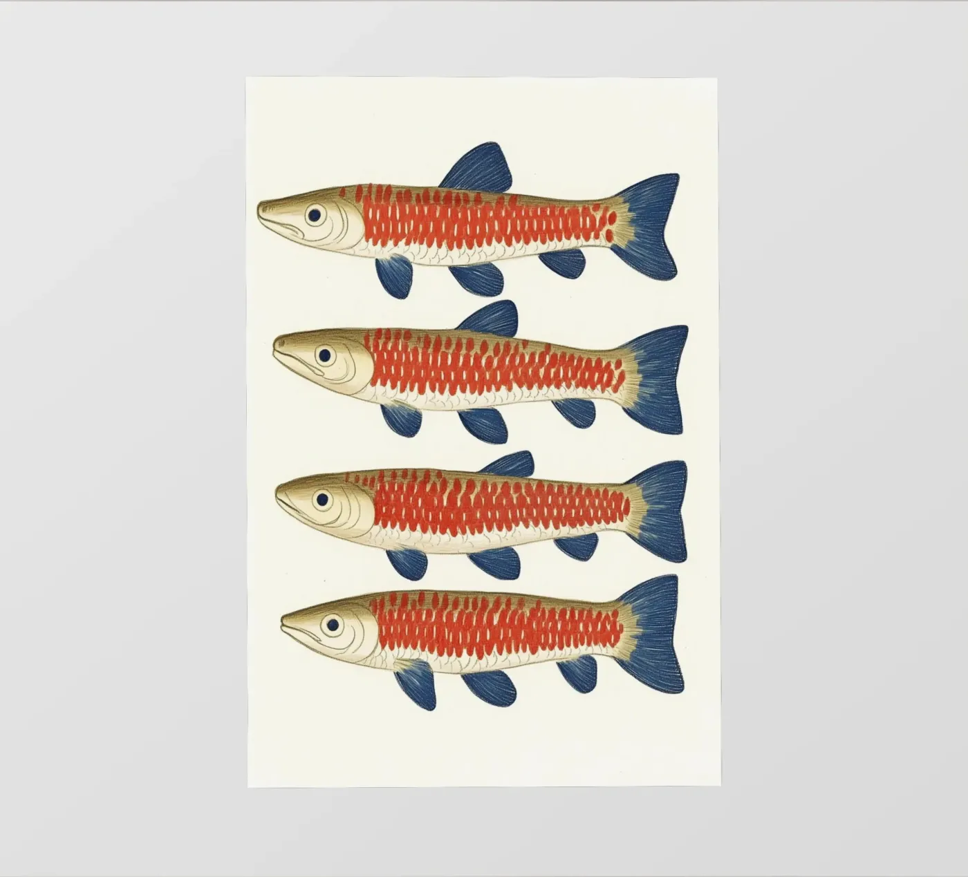 Quattro pesci pellicola backlit da Curious Canvas