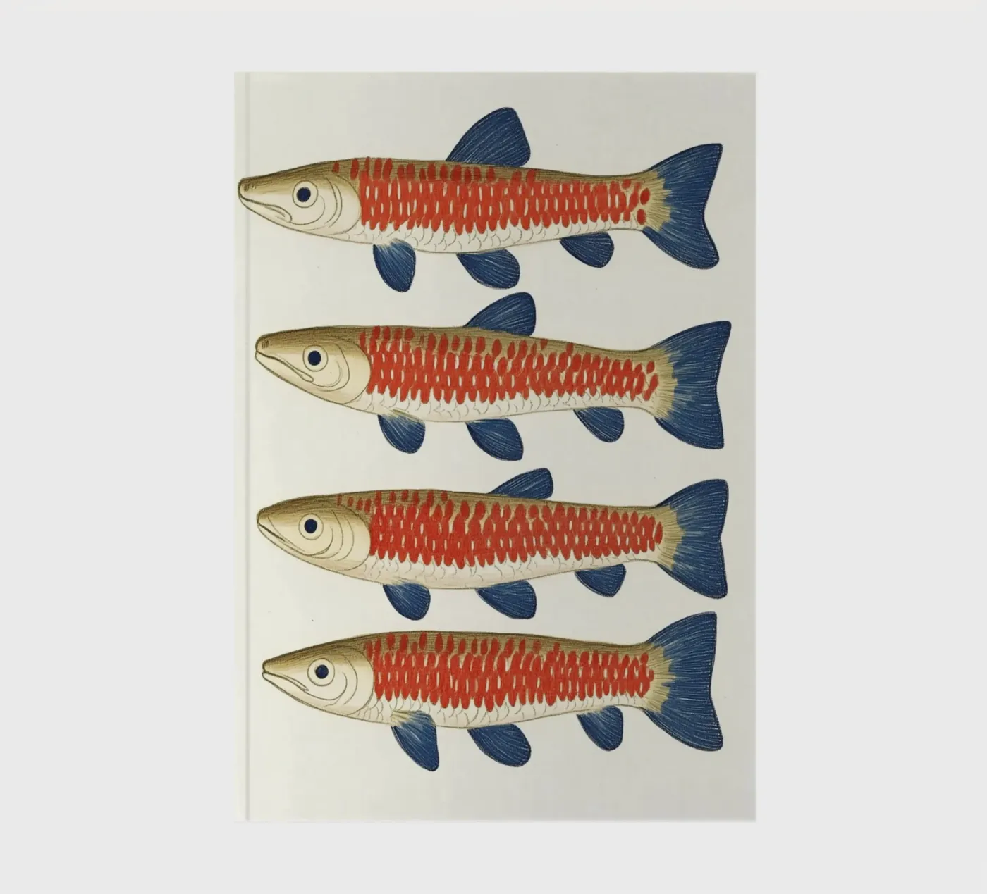 Four fish notebook by Curious Canvas