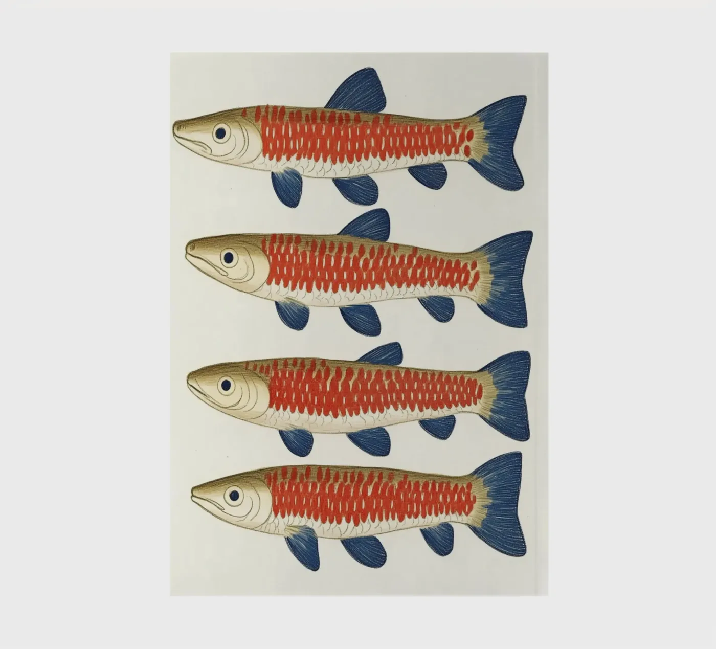Four fish notebook by Curious Canvas