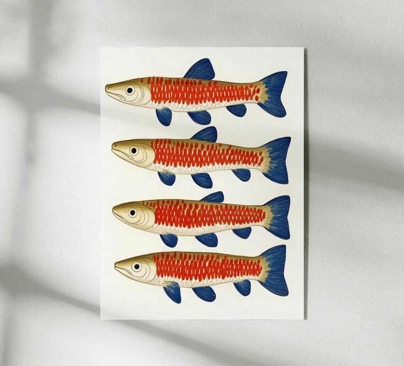 Quattro pesci plexiglass da Curious Canvas