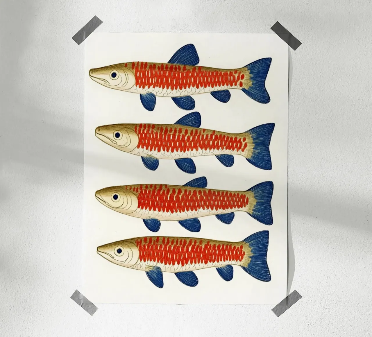 Quattro pesci poster con telaio in legno da Curious Canvas