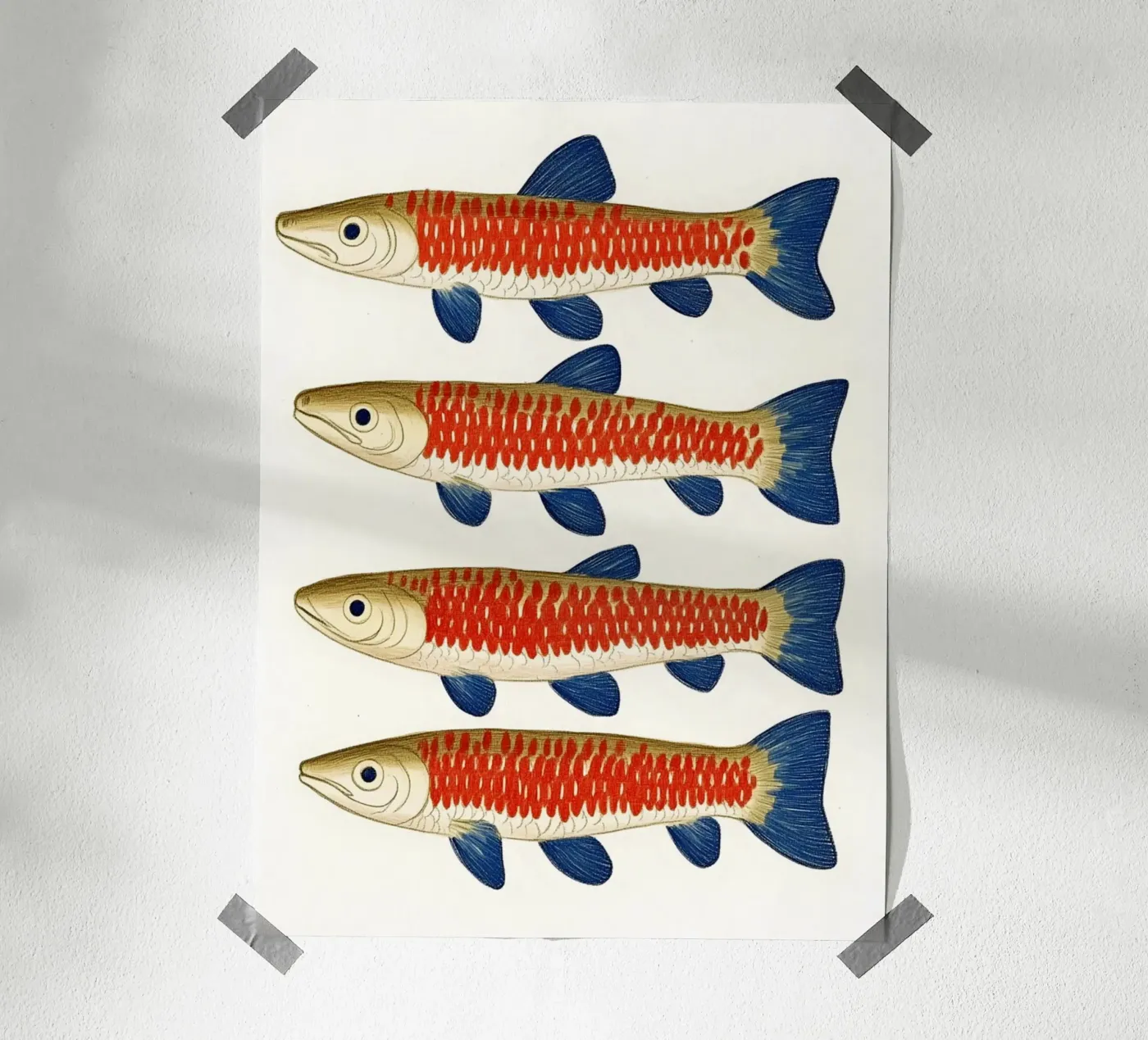 Four fish poster by Curious Canvas