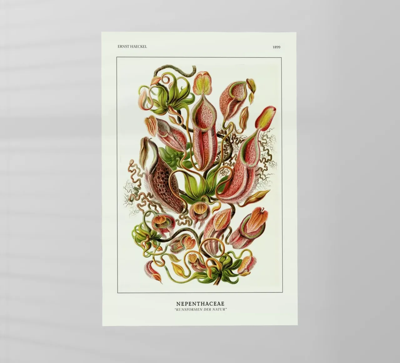 Haeckel - Nepenthaceae pellicola backlit da ARTOTHEK
