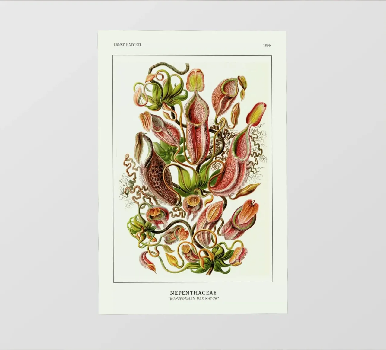 Haeckel - Nepenthaceae pellicola backlit da ARTOTHEK