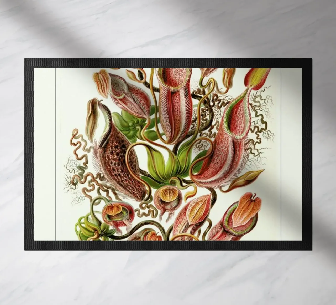 Haeckel - Nepenthaceae zerbino da ARTOTHEK