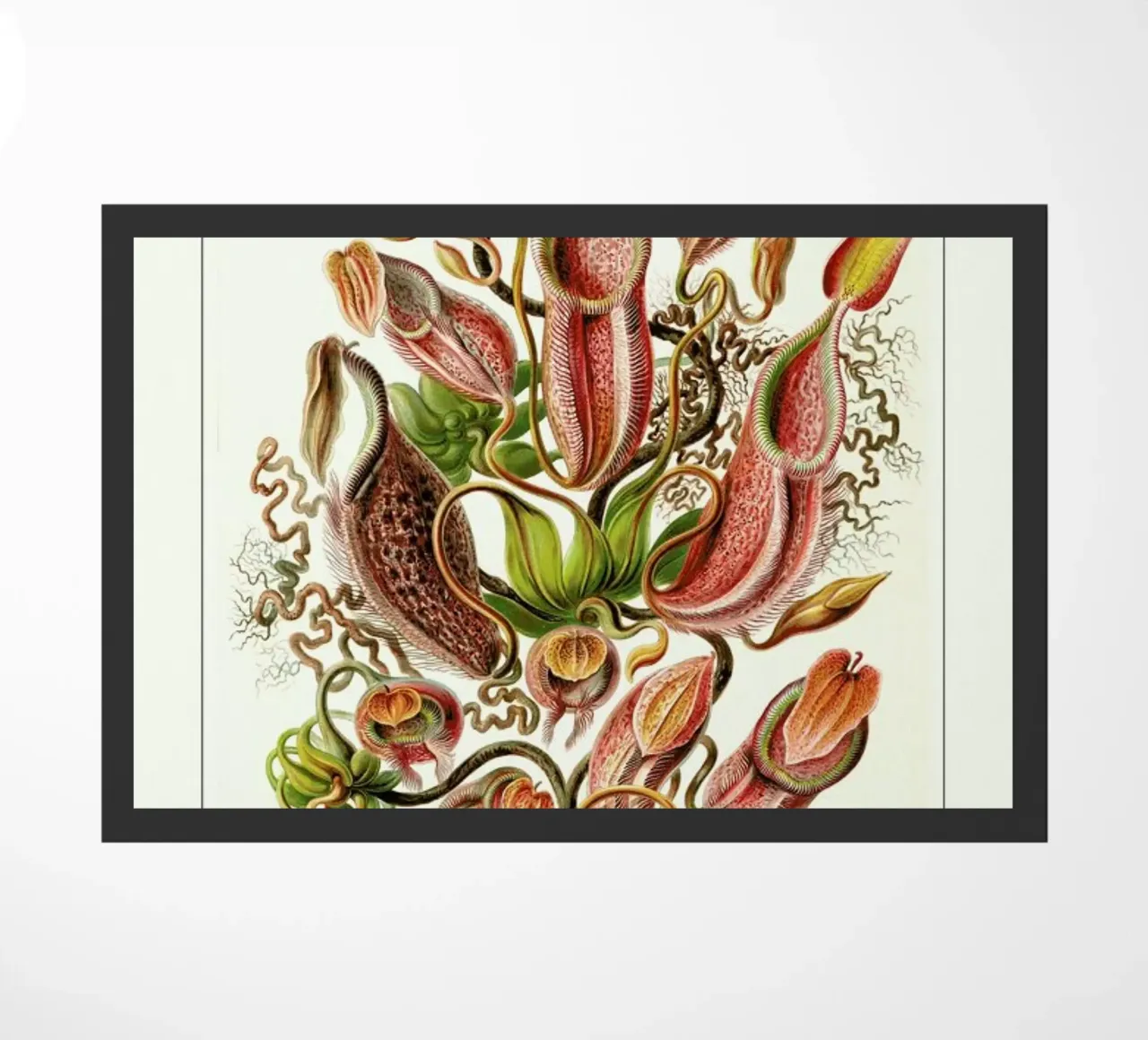 Haeckel - Nepenthaceae zerbino da ARTOTHEK