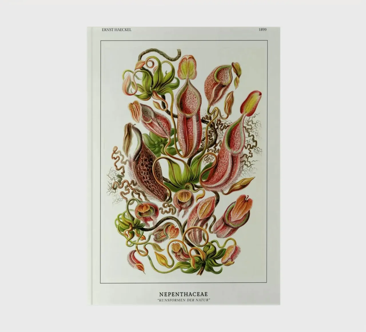 Haeckel - Nepenthaceae notebook by ARTOTHEK