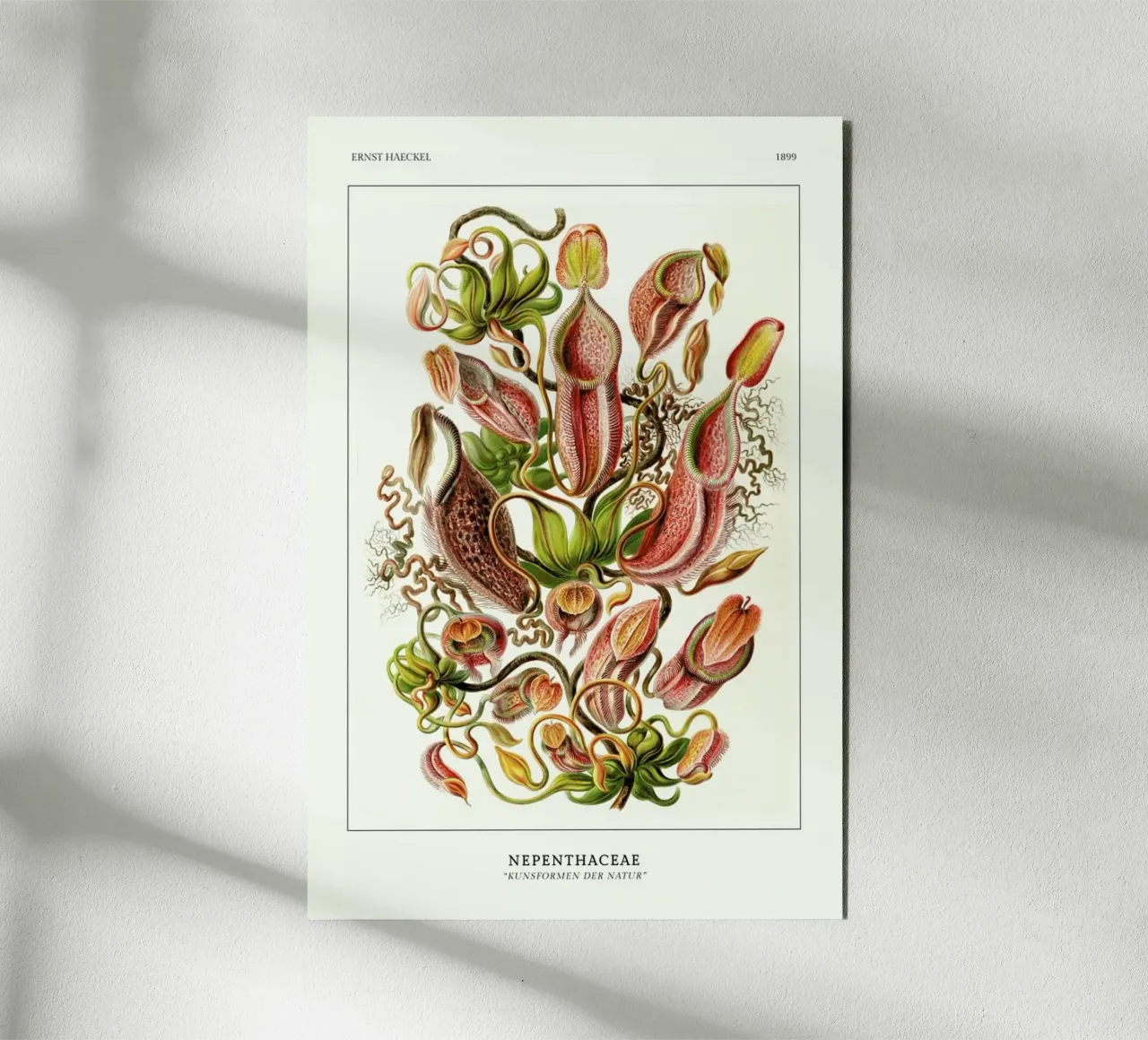 Haeckel - Nepenthaceae alu-dibond by ARTOTHEK