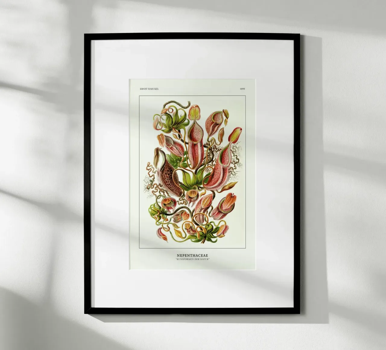 Haeckel - Nepenthaceae carta hahnemühle da ARTOTHEK