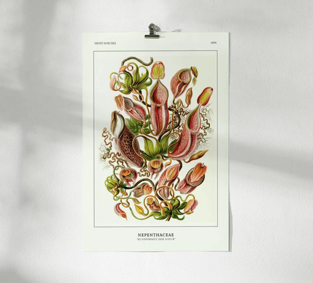 Haeckel - Nepenthaceae poster de ARTOTHEK