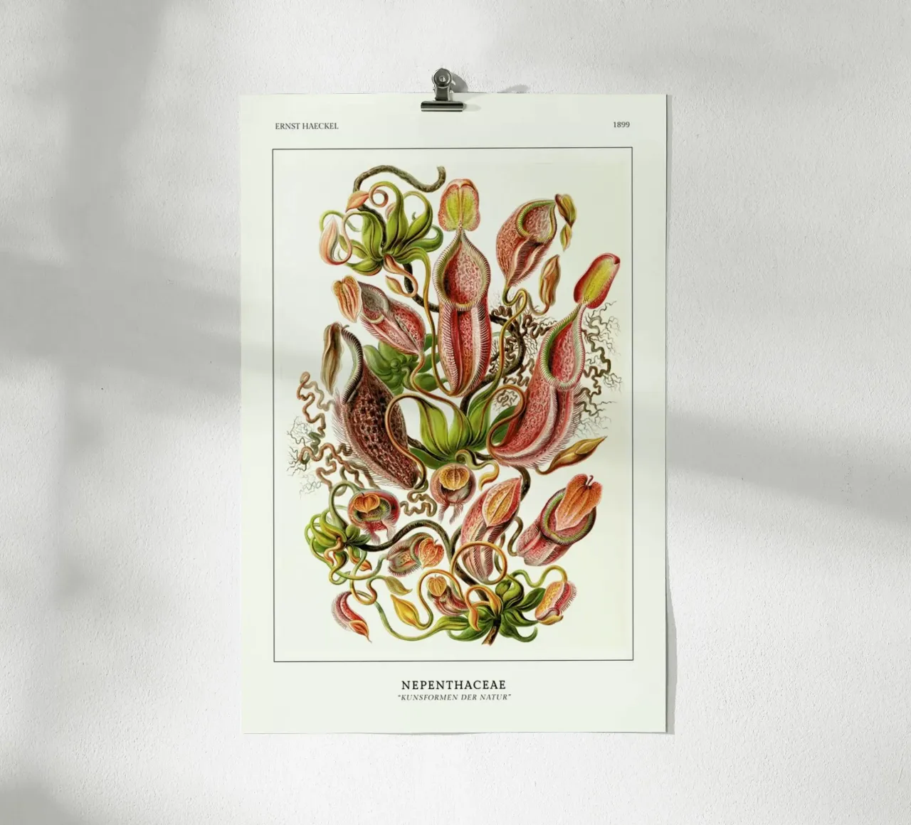 Haeckel - Nepenthaceae carta hahnemühle da ARTOTHEK