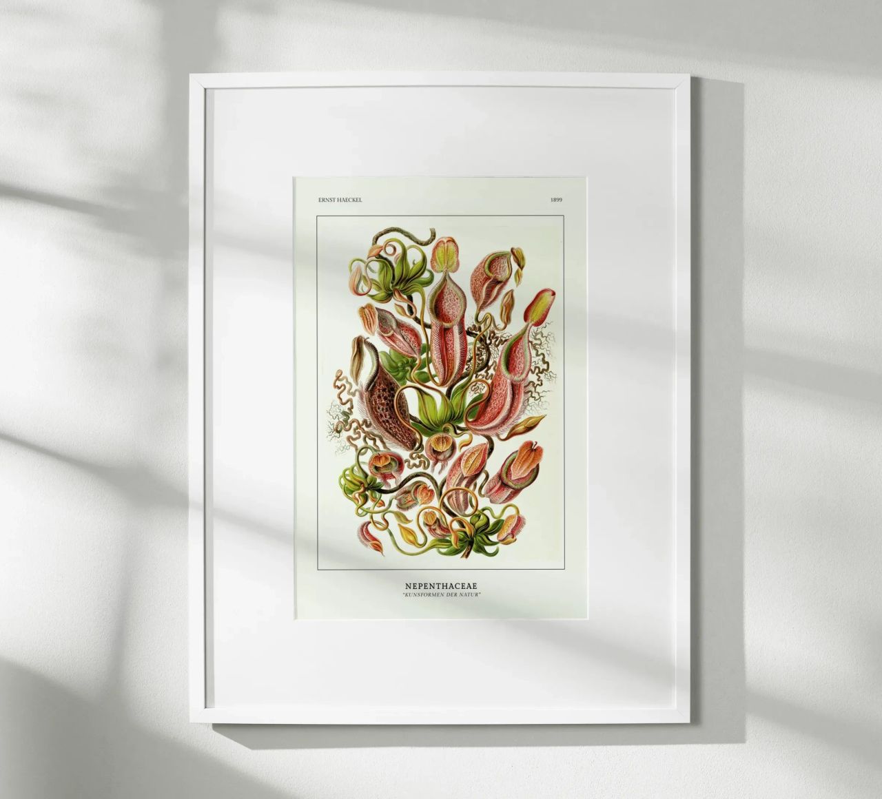 Haeckel - Nepenthaceae poster de ARTOTHEK