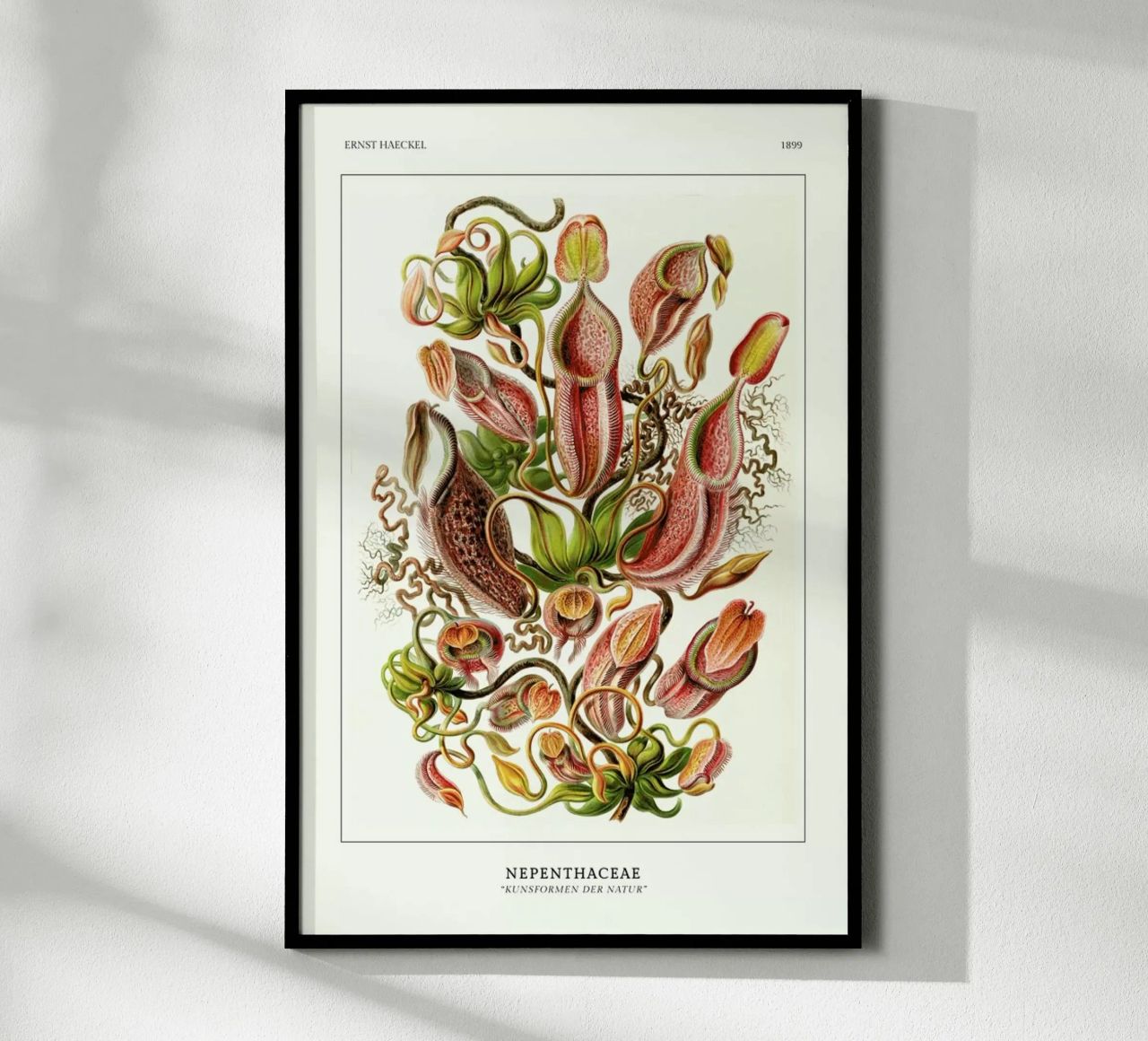 Haeckel - Nepenthaceae poster de ARTOTHEK