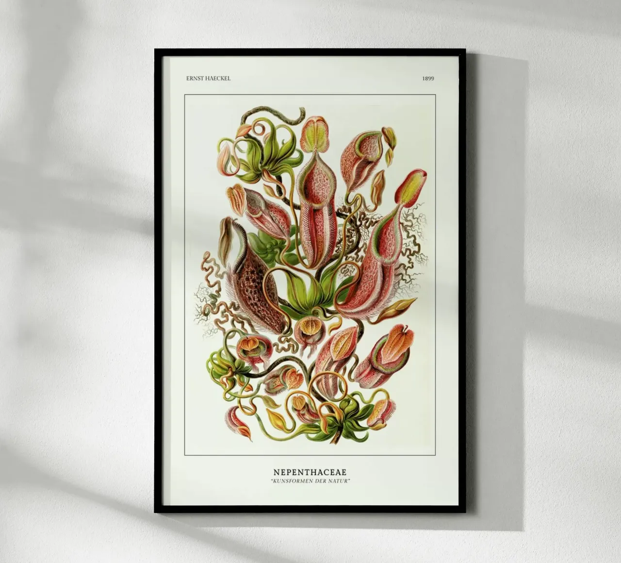 Haeckel - Nepenthaceae carta hahnemühle da ARTOTHEK