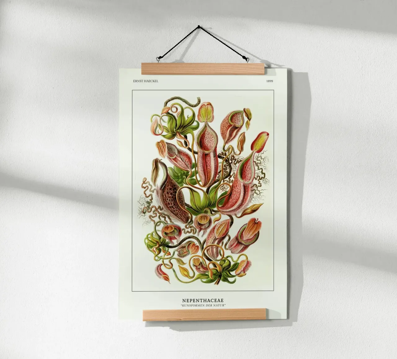 Haeckel - Nepenthaceae carta hahnemühle da ARTOTHEK