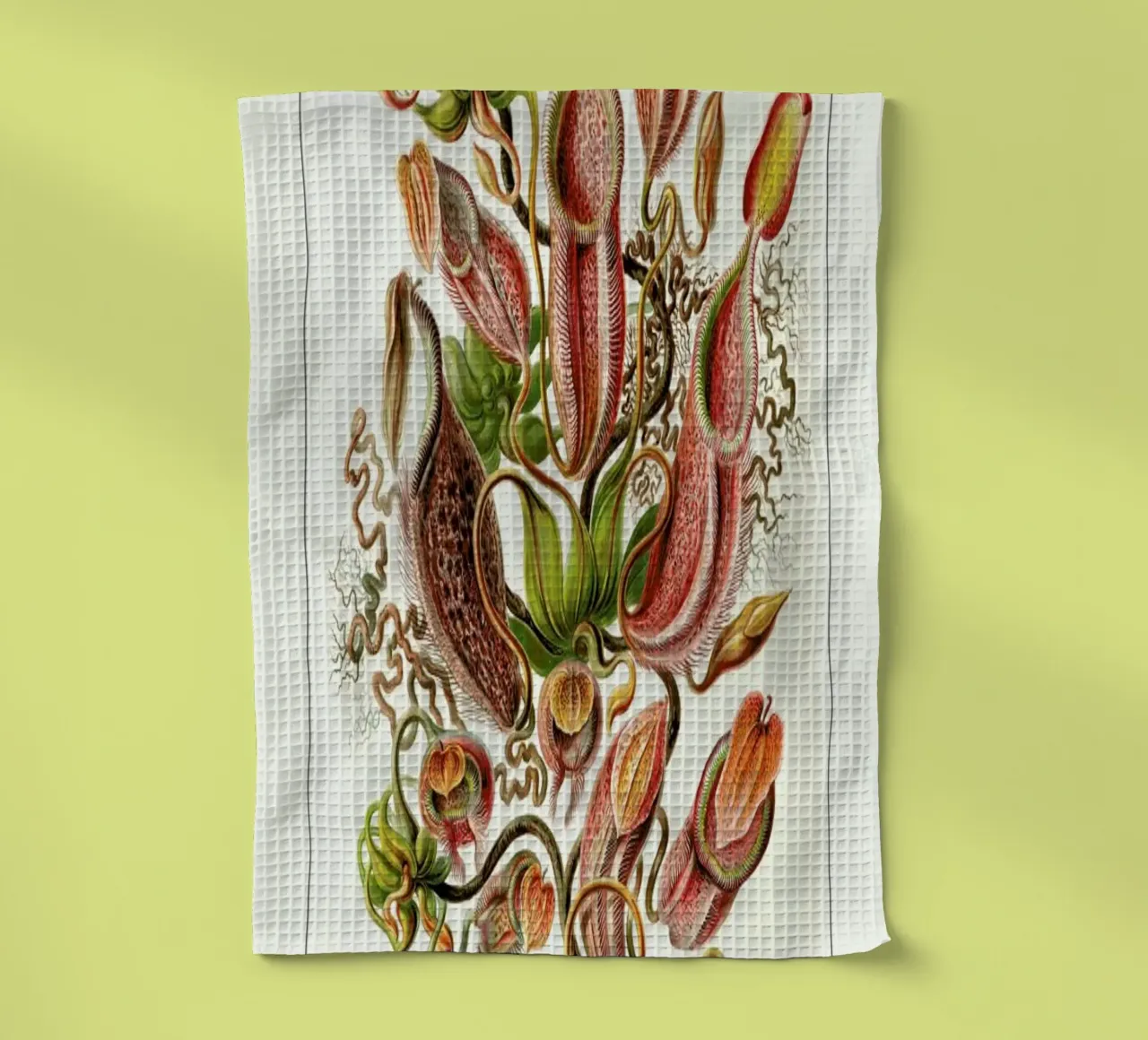 Haeckel - Nepenthaceae canovaccio da cucina da ARTOTHEK