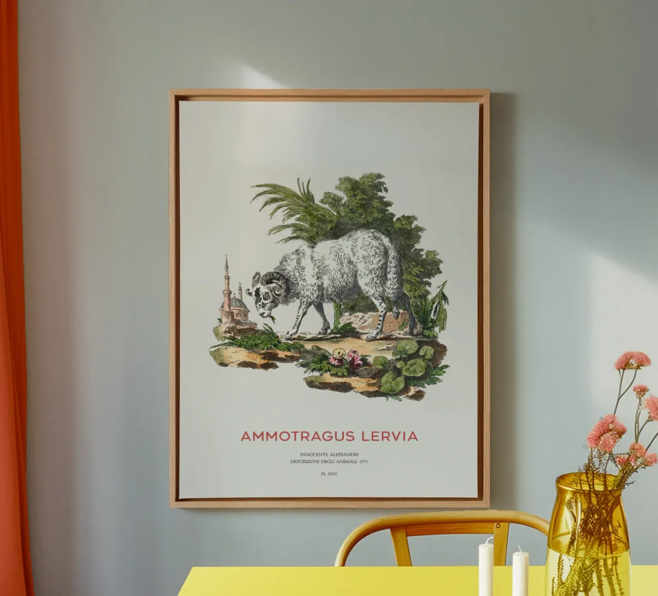 Das Berberschaf oder Ammotragus lervia Leinwand mit Schattenfugenrahmen von Vintagrafica