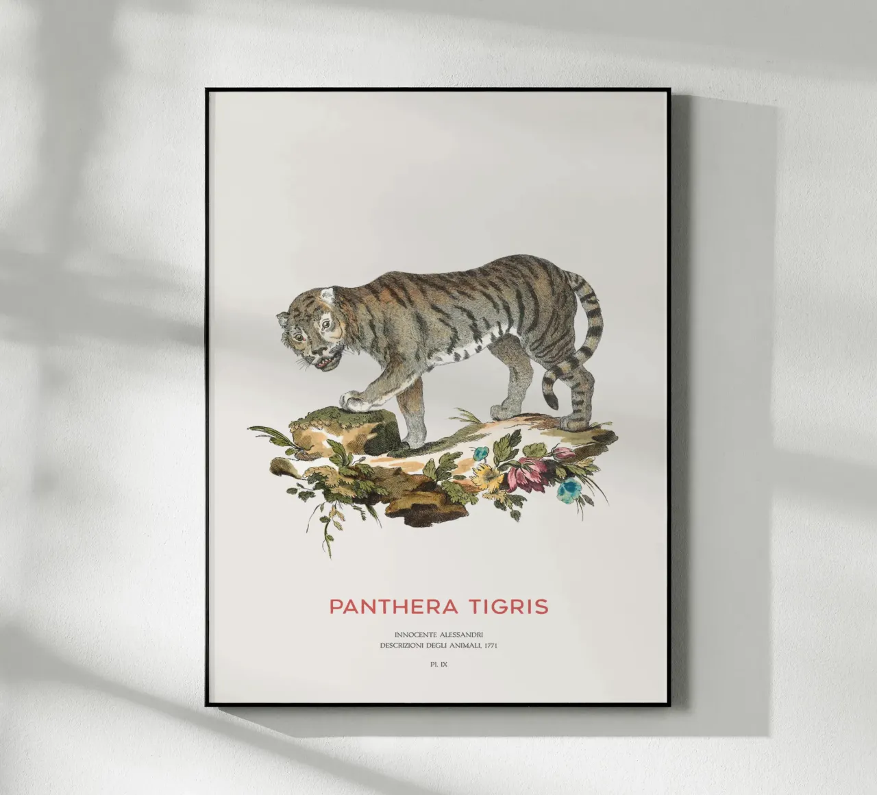 The Tiger or Panthera tigris acrylic glass by Vintagrafica