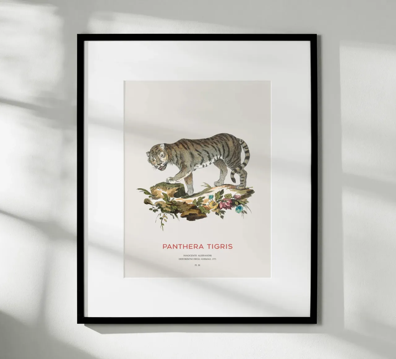 Der Tiger oder Panthera tigris Hahnemühle von Vintagrafica