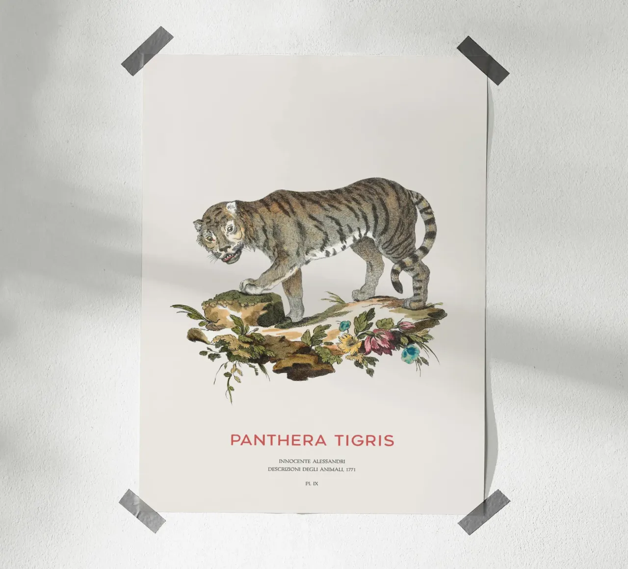 Der Tiger oder Panthera tigris Hahnemühle von Vintagrafica
