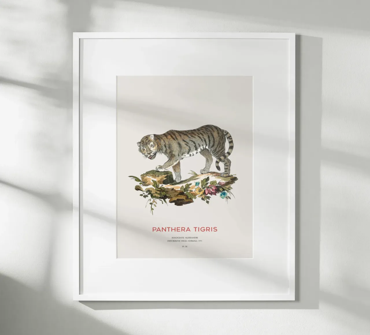 Der Tiger oder Panthera tigris Hahnemühle von Vintagrafica