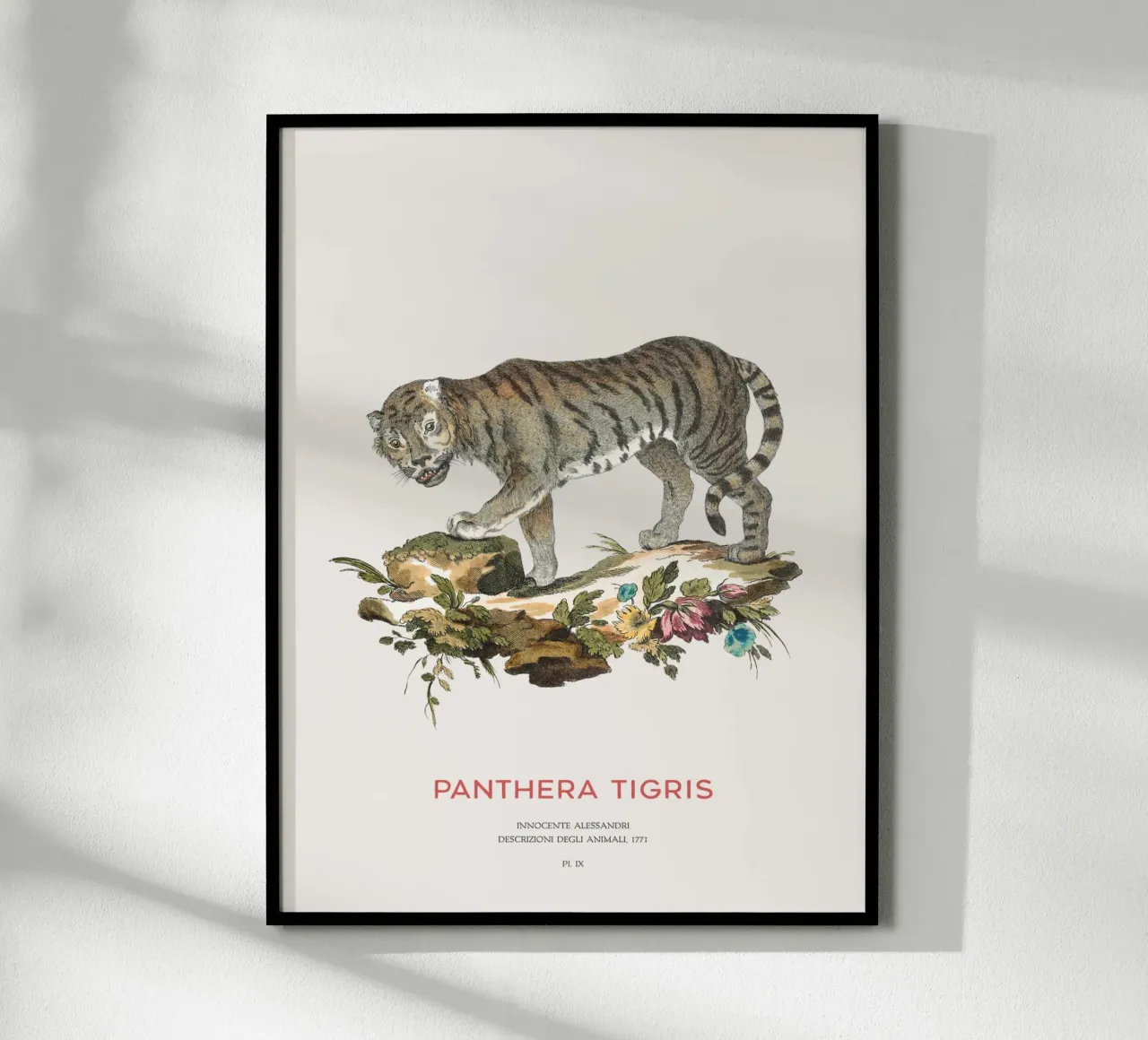 Der Tiger oder Panthera tigris Hahnemühle von Vintagrafica