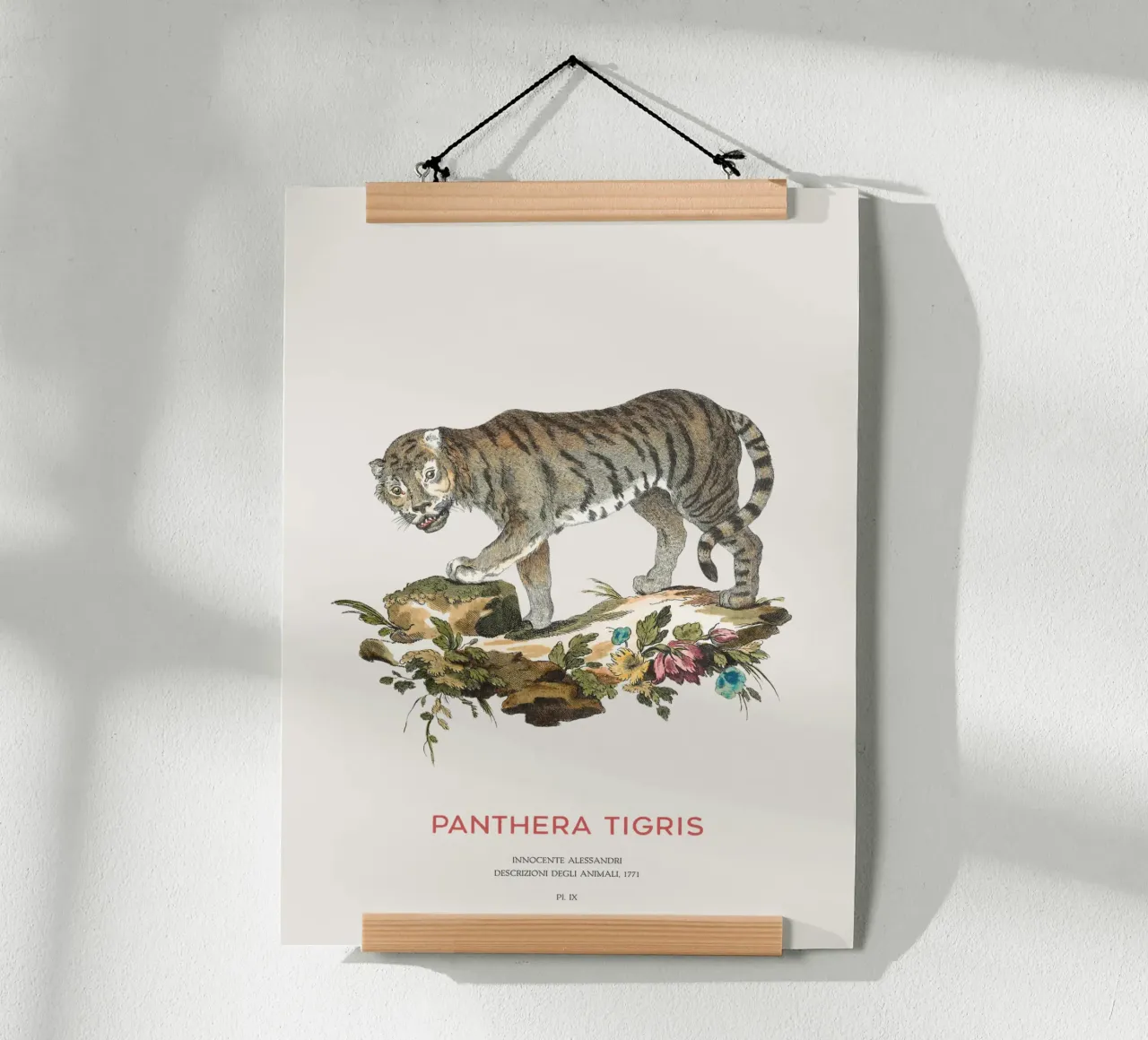 Der Tiger oder Panthera tigris Hahnemühle von Vintagrafica