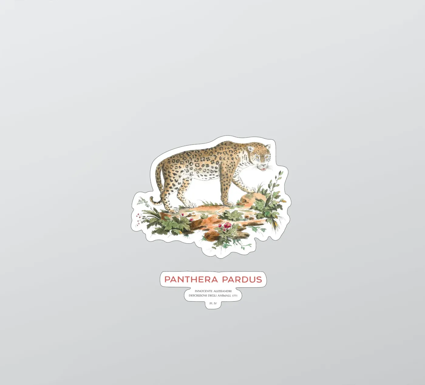 The leopard or Panthera pardus Sticker von Vintagrafica