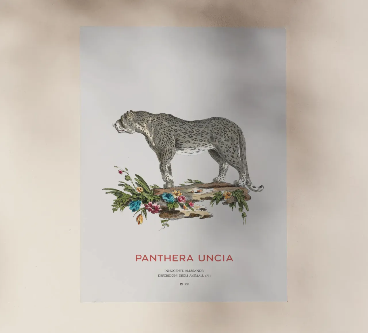 Der Schneeleopard oder Panthera uncia Backlit Folie von Vintagrafica
