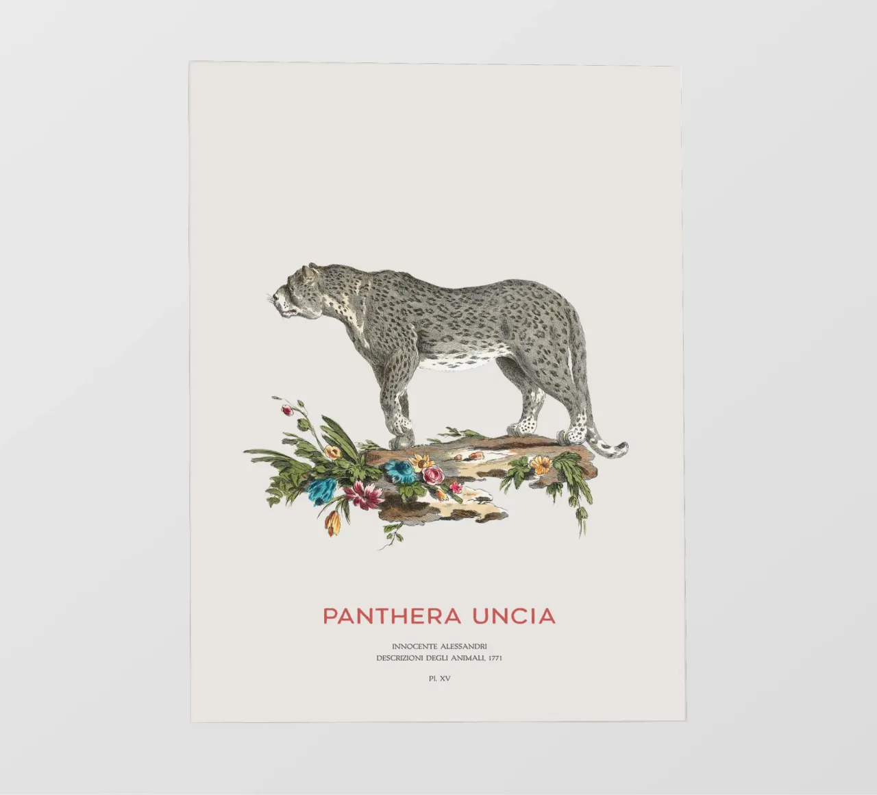 Der Schneeleopard oder Panthera uncia PVC Plane von Vintagrafica