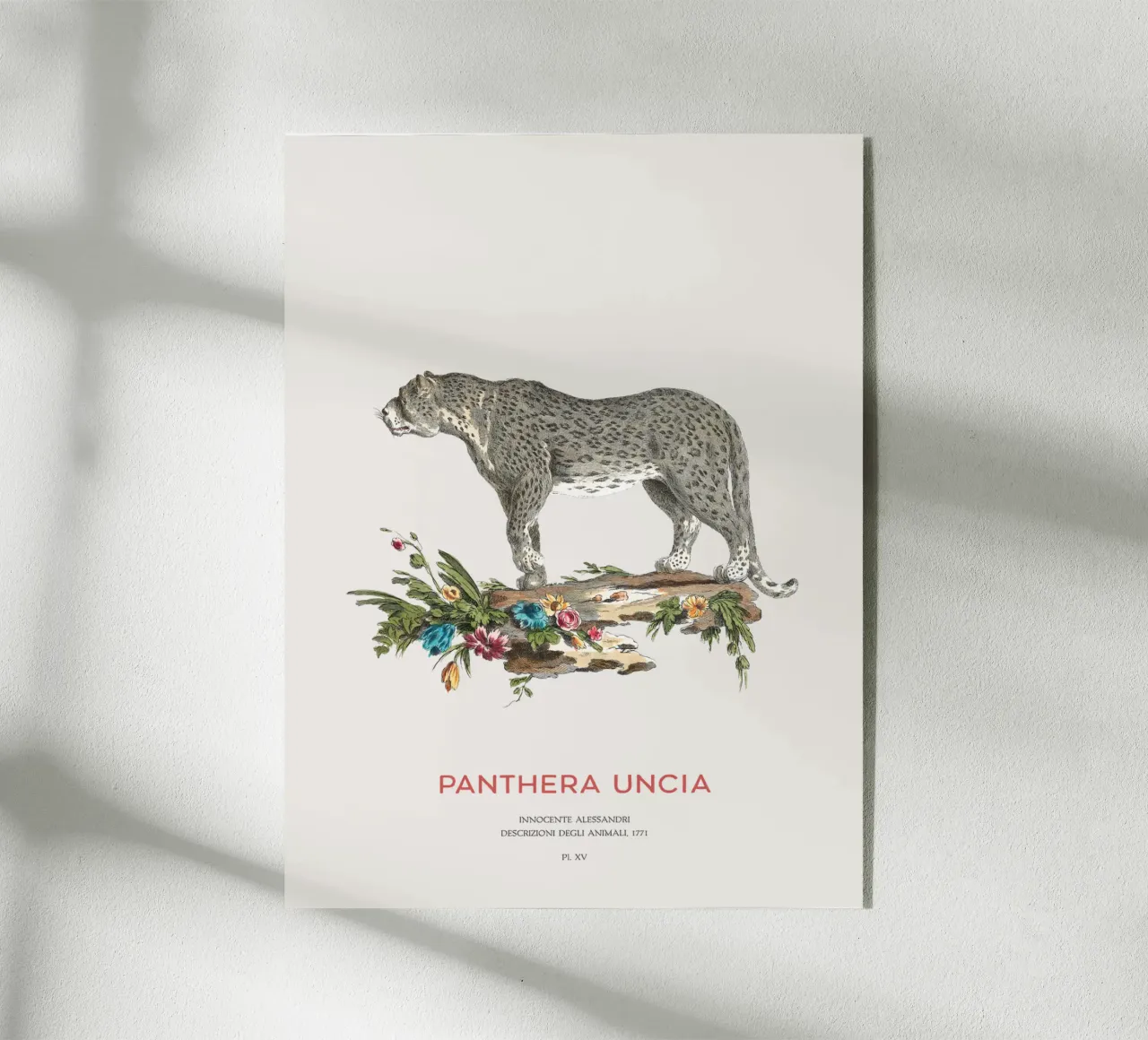 Der Schneeleopard oder Panthera uncia Acryl-Glas von Vintagrafica