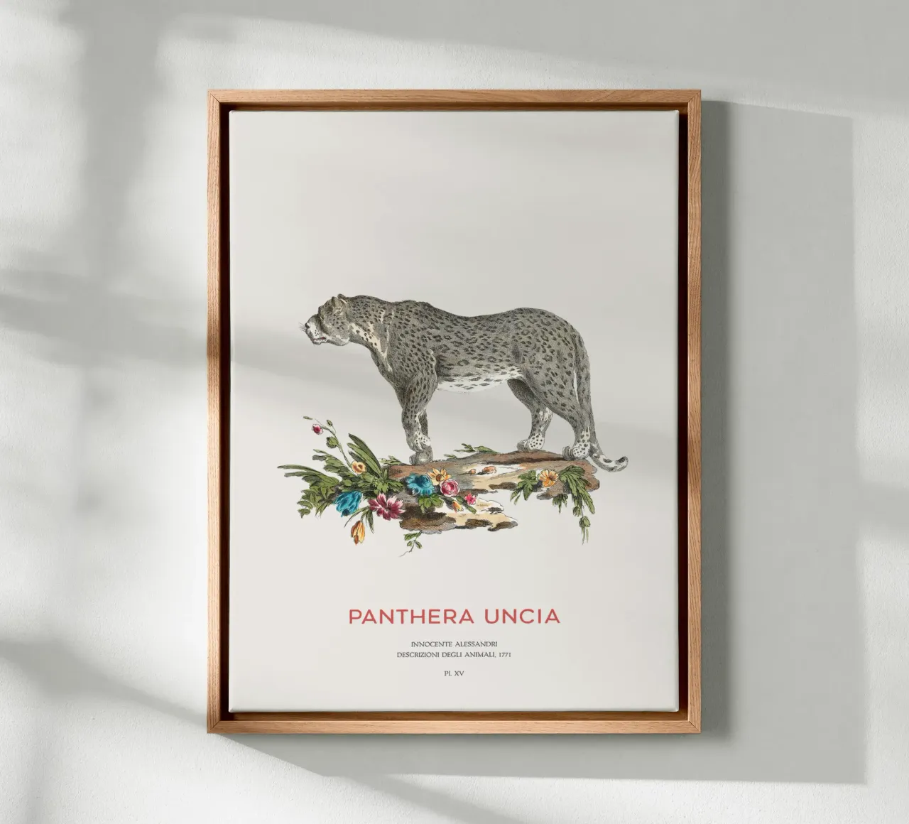 Der Schneeleopard oder Panthera uncia Leinwand von Vintagrafica