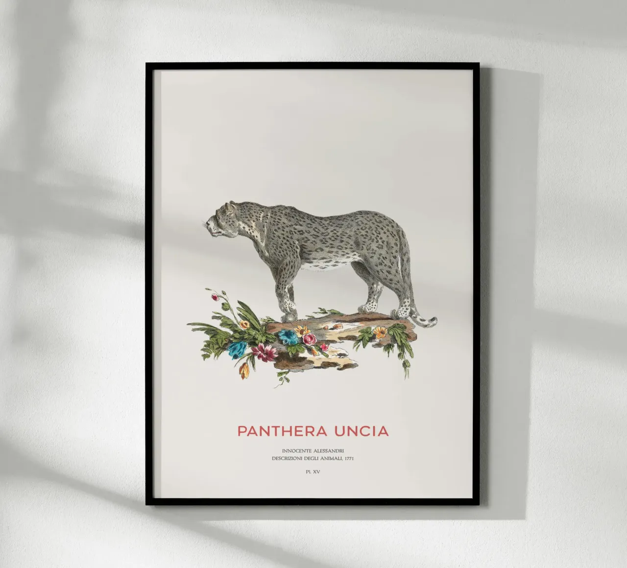 Der Schneeleopard oder Panthera uncia Hahnemühle von Vintagrafica