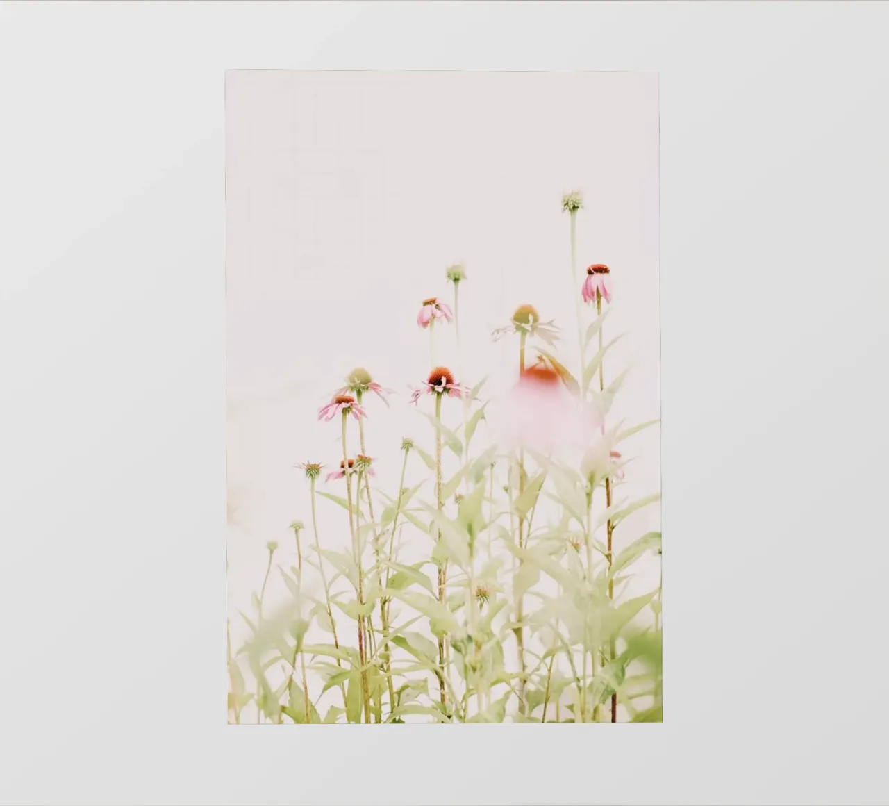 Fiori rosa pastello Echinacea telo in pvc da Ingrid Beddoes