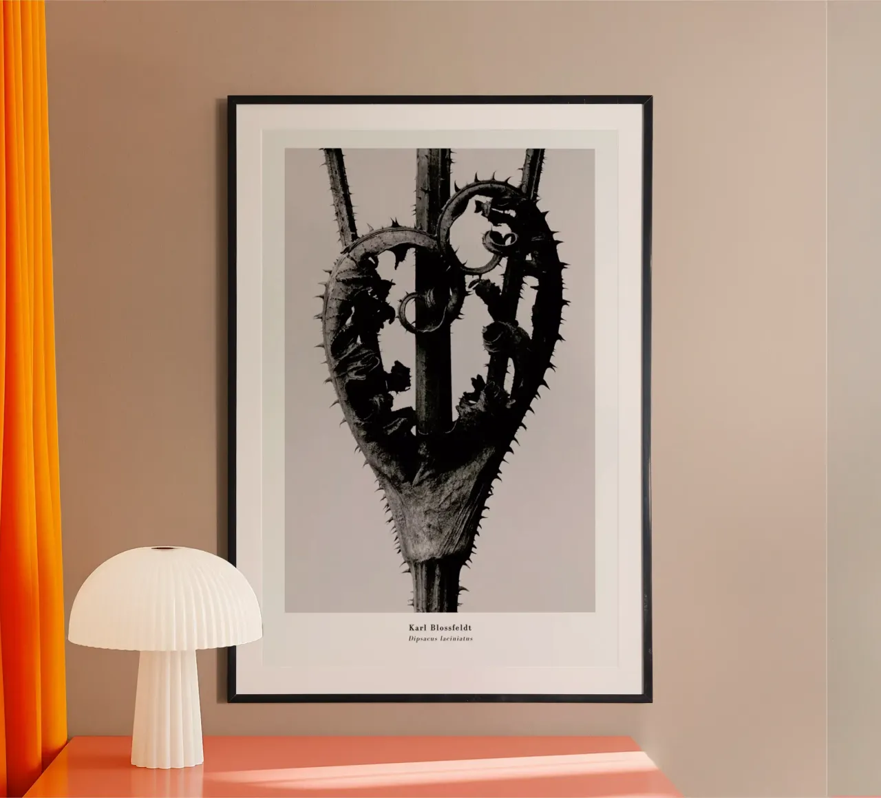 Blossfeldt - Dipsacus Laciniatus poster da ARTOTHEK