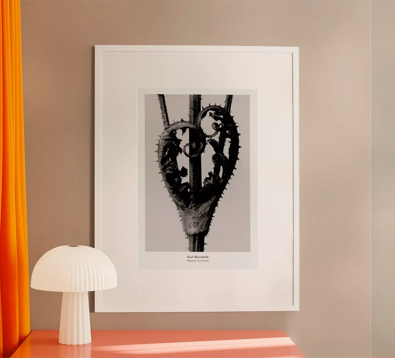 Blossfeldt - Dipsacus Laciniatus poster da ARTOTHEK