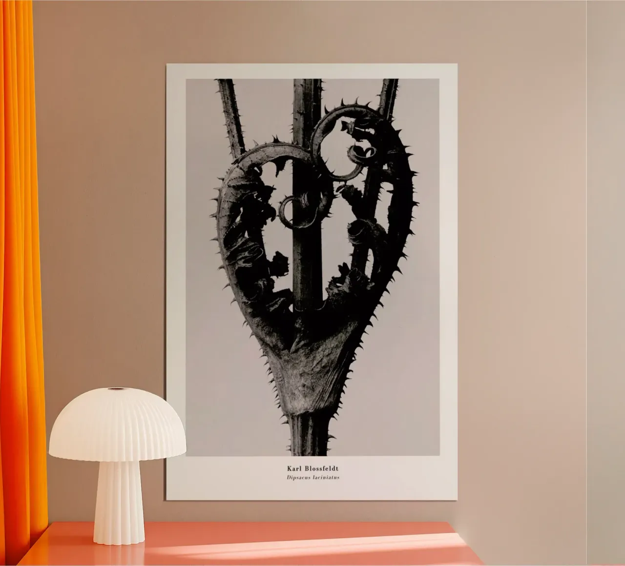 Blossfeldt - Dipsacus Laciniatus poster da ARTOTHEK