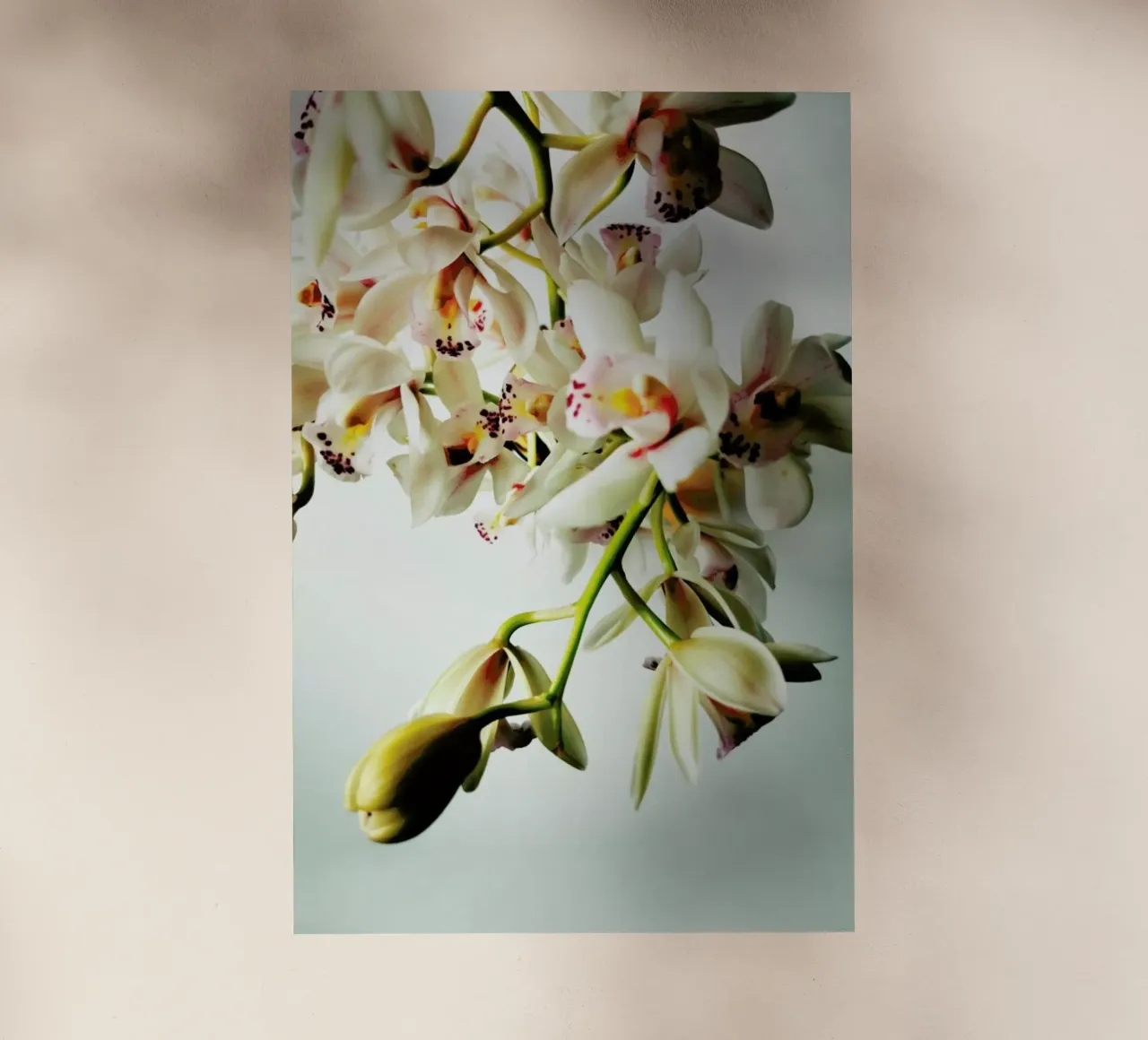 Tiny Orchids lámina retroiluminada de Angelo Cerantola