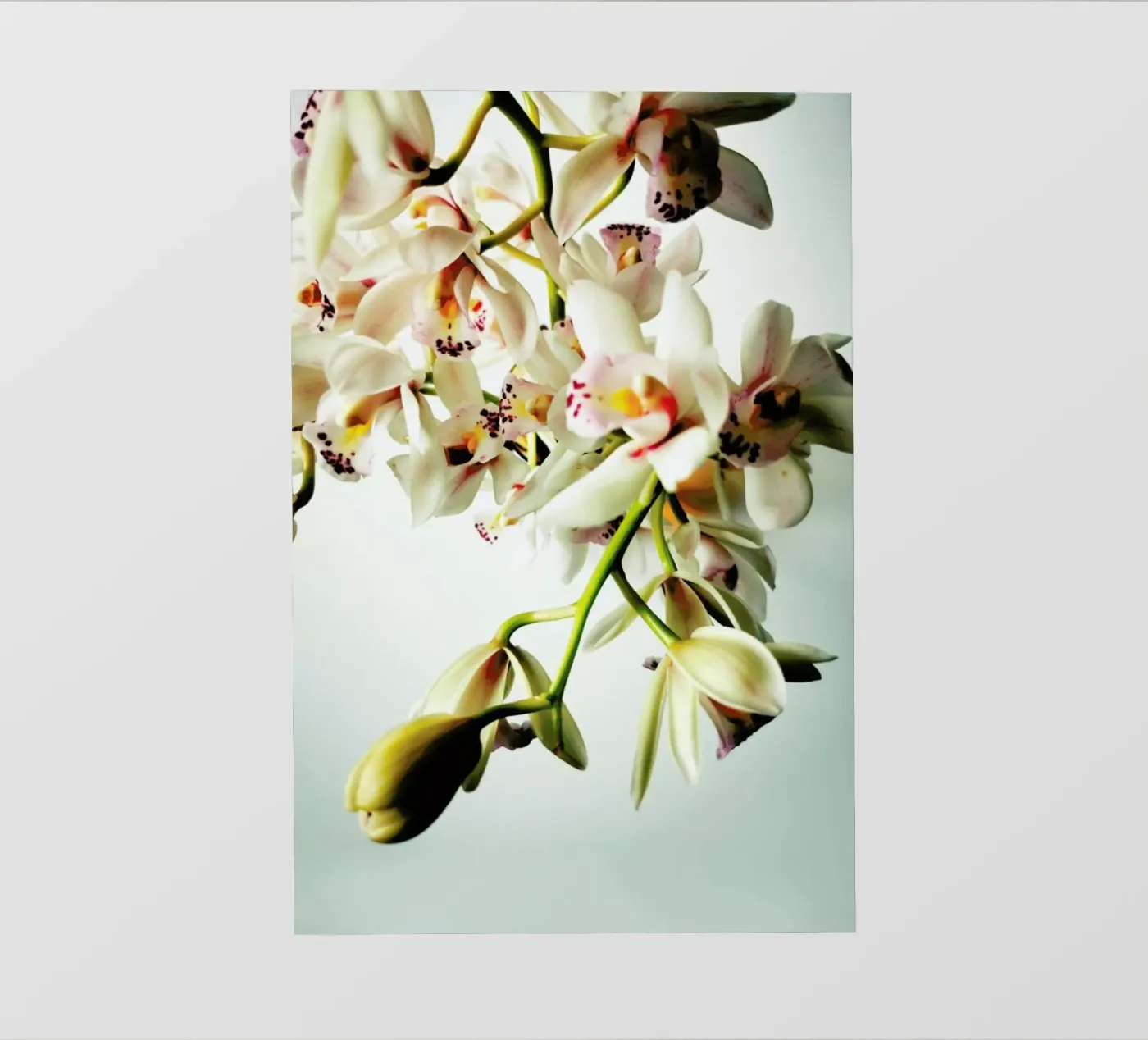 Tiny Orchids fotobehang van Angelo Cerantola