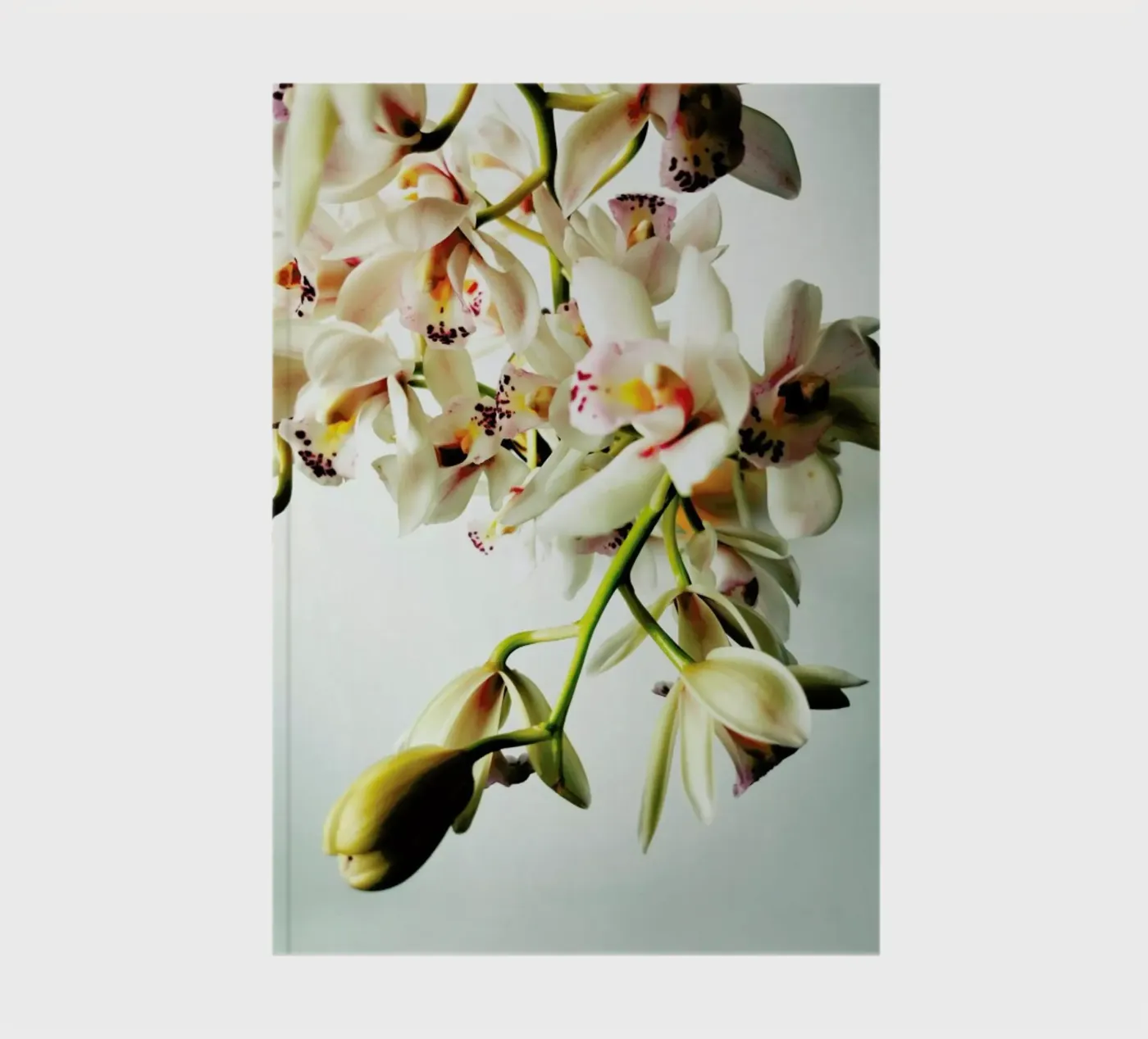 Tiny Orchids notebook by Angelo Cerantola