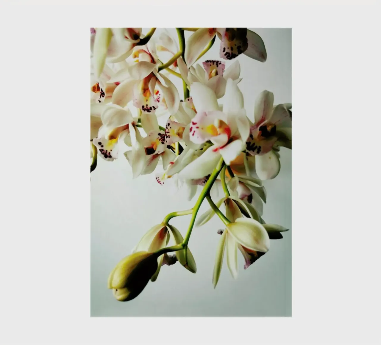 Tiny Orchids notebook by Angelo Cerantola